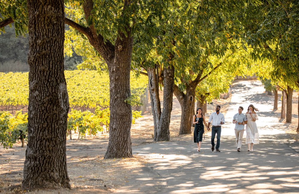 Find the Best Wine Tour in Napa Valley 